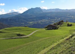 005 - grosse Weiden am Rande des Dorfes